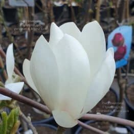Магнолія Суланжа Альба Суперба (Magnolia soulangeana Alba Superba) ФОТО Розплідник рослин Природа (3)