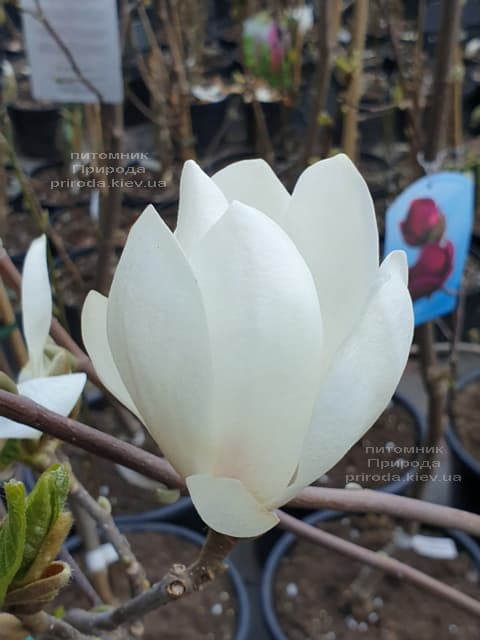 Магнолія Суланжа Альба Суперба (Magnolia soulangeana Alba Superba) ФОТО Розплідник рослин Природа (3)