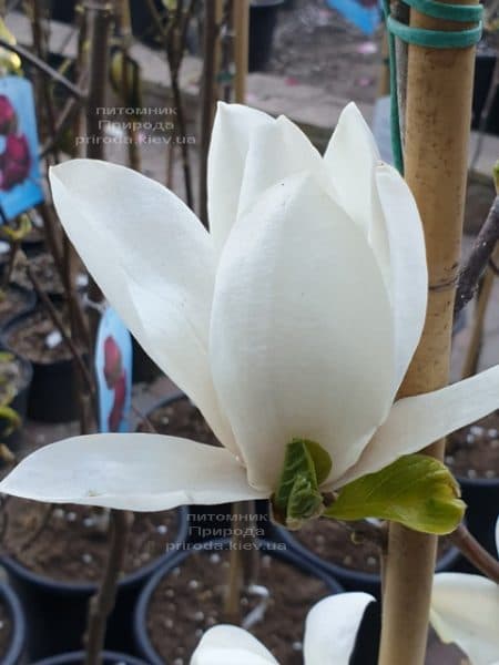 Магнолія Суланжа Альба Суперба (Magnolia soulangeana Alba Superba) ФОТО Розплідник рослин Природа (4)