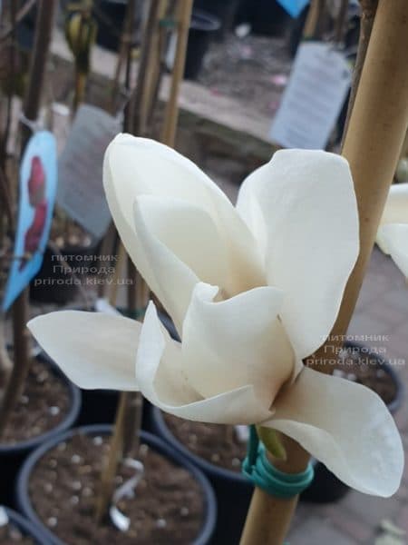 Магнолия Суланжа Альба Суперба (Magnolia soulangeana Alba Superba) ФОТО Питомник растений Природа (5)