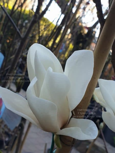 Магнолія Суланжа Альба Суперба (Magnolia soulangeana Alba Superba) ФОТО Розплідник рослин Природа (6)