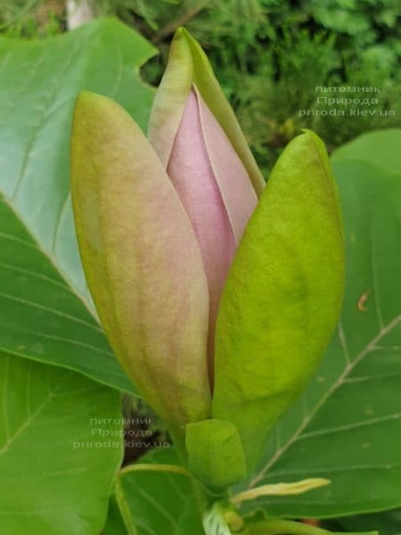 Магнолія бруклінська Вудсмен (Magnolia brooklynensis Woodsman) ФОТО Розплідник рослин Природа (1)