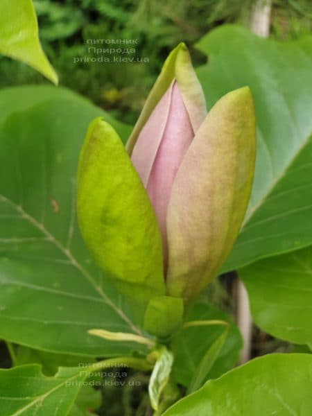 Магнолия бруклинская Вудсмэн (Magnolia brooklynensis Woodsman) ФОТО Питомник растений Природа (2)