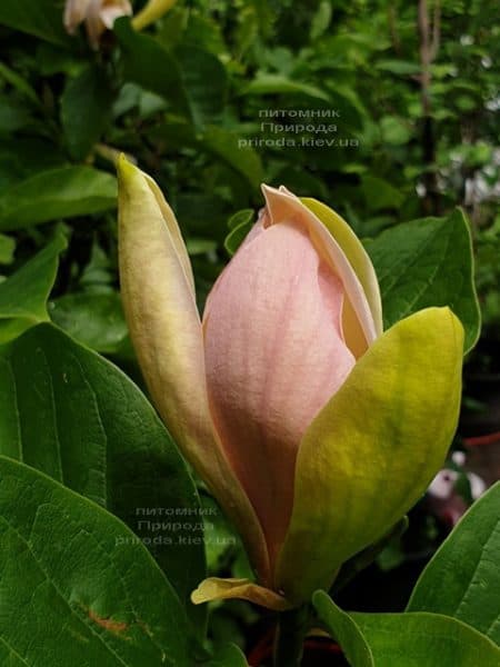 Магнолія бруклінська Вудсмен (Magnolia brooklynensis Woodsman) ФОТО Розплідник рослин Природа (4)