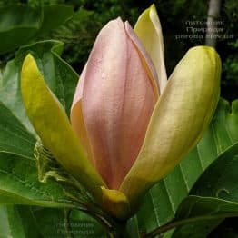 Магнолія бруклінська Вудсмэн (Magnolia brooklynensis Woodsman) ФОТО Питомник растений Природа (5)