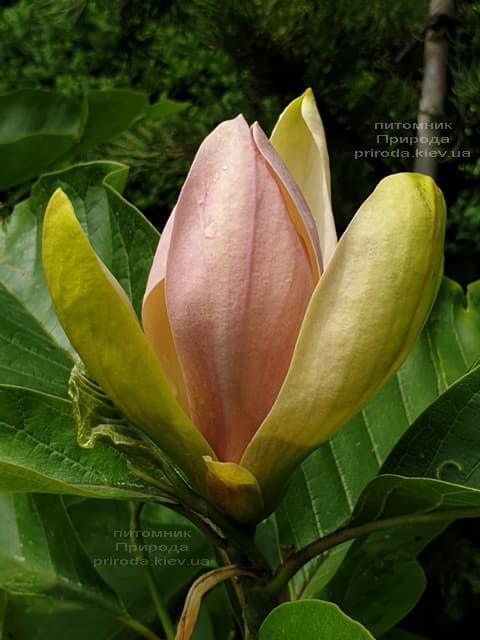 Магнолія бруклінська Вудсмэн (Magnolia brooklynensis Woodsman) ФОТО Питомник растений Природа (5)