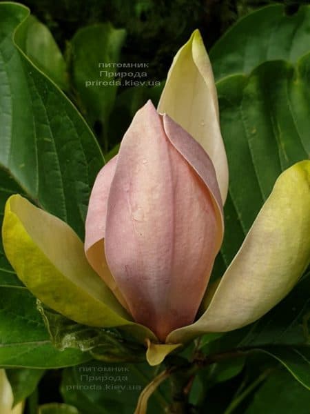 Магнолия бруклинская Вудсмэн (Magnolia brooklynensis Woodsman) ФОТО Питомник растений Природа (6)