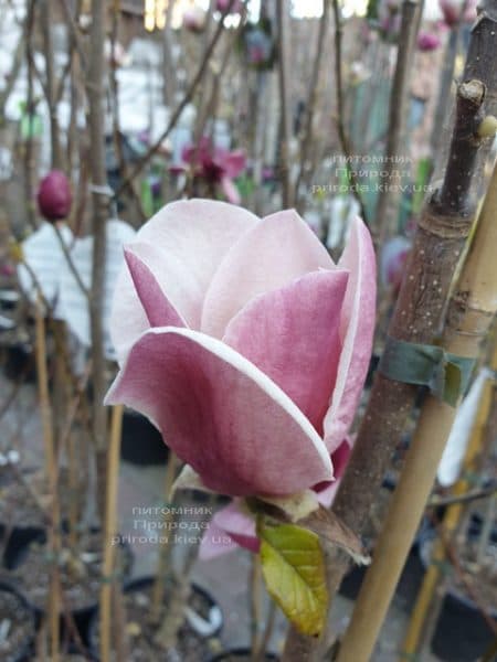 Магнолія Суланжа Камея (Magnolia soulangeana Cameo) ФОТО Питомник растений Природа (1)