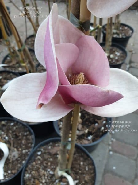 Магнолия Суланжа Камея (Magnolia soulangeana Cameo) ФОТО Питомник растений Природа (2)