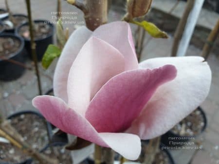 Магнолия Суланжа Камея (Magnolia soulangeana Cameo) ФОТО Питомник растений Природа (3)