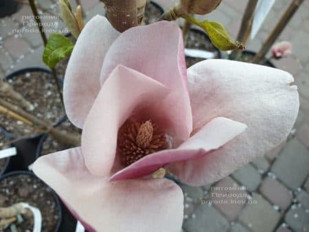 Магнолія Суланжа Камея (Magnolia soulangeana Cameo) ФОТО Розплідник рослин Природа (4)