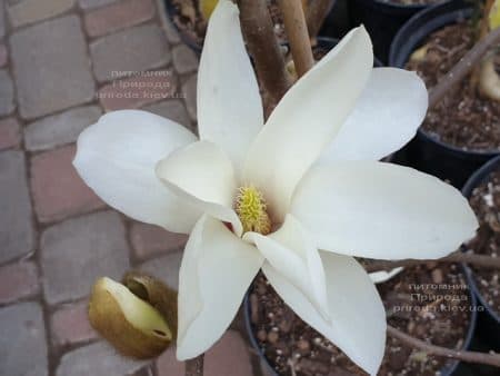 Магнолия Суланжа Санрайс (Magnolia soulangeana Sunrise) ФОТО Питомник растений Природа (1)