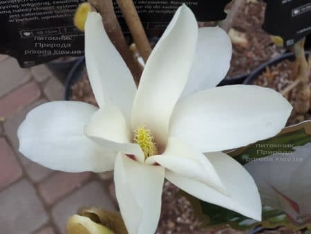 Магнолия Суланжа Санрайс (Magnolia soulangeana Sunrise) ФОТО Питомник растений Природа (10)