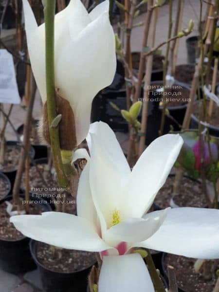 Магнолия Суланжа Санрайс (Magnolia soulangeana Sunrise) ФОТО Питомник растений Природа (11)