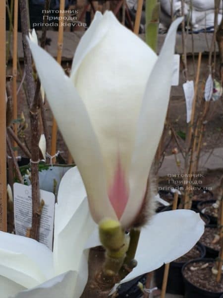Магнолия Суланжа Санрайс (Magnolia soulangeana Sunrise) ФОТО Питомник растений Природа (2)