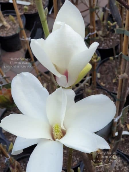 Магнолия Суланжа Санрайс (Magnolia soulangeana Sunrise) ФОТО Питомник растений Природа (3)