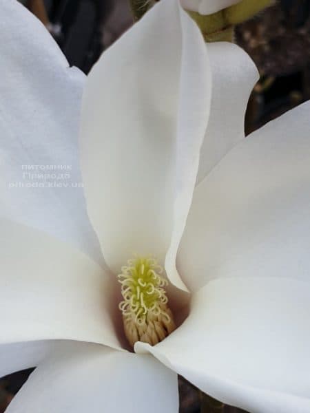 Магнолия Суланжа Санрайс (Magnolia soulangeana Sunrise) ФОТО Питомник растений Природа (4)