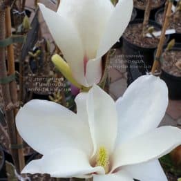 Магнолия Суланжа Санрайс (Magnolia soulangeana Sunrise) ФОТО Питомник растений Природа (5)