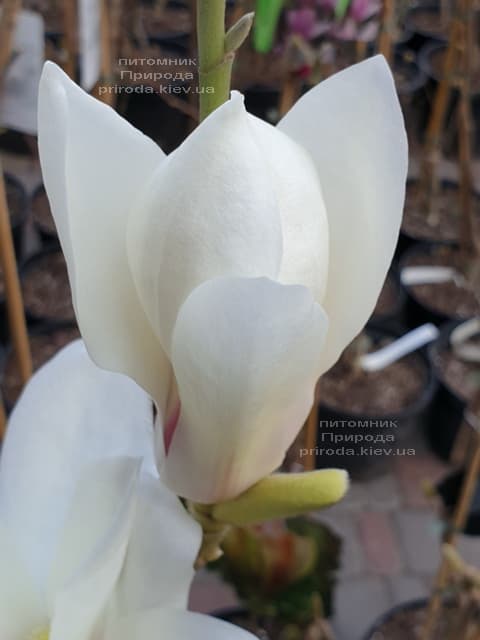 Магнолия Суланжа Санрайс (Magnolia soulangeana Sunrise) ФОТО Питомник растений Природа (6)