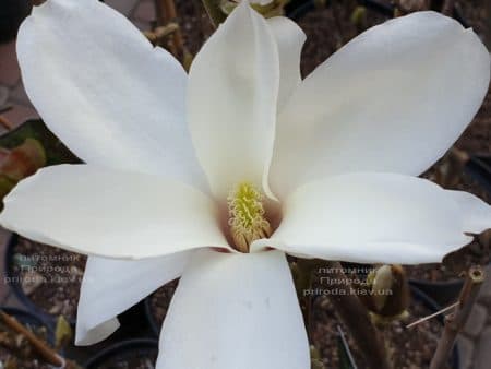 Магнолия Суланжа Санрайс (Magnolia soulangeana Sunrise) ФОТО Питомник растений Природа (7)