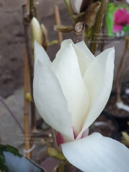 Магнолия Суланжа Санрайс (Magnolia soulangeana Sunrise) ФОТО Питомник растений Природа (8)