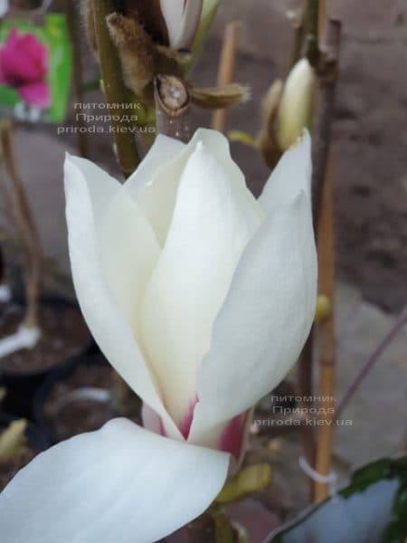 Магнолия Суланжа Санрайс (Magnolia soulangeana Sunrise) ФОТО Питомник растений Природа (9)