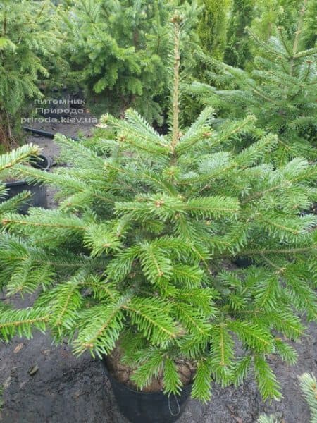 Ялиця Нордмана (Кавказька) (Abies Nordmanniana) ФОТО Розплідник рослин Природа (2)