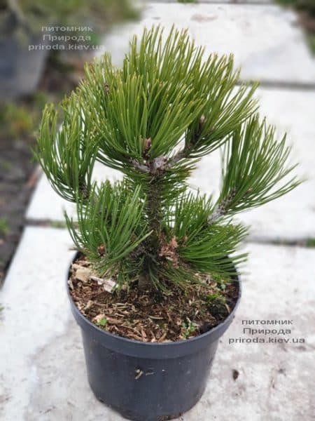 Сосна белокорая (Гельдрейха) Компакт Джем (Pinus leucodermis Compact Gem) ФОТО Розплідник рослин Природа (1)