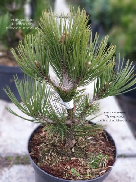 Сосна белокорая (Гельдрейха) Компакт Джем (Pinus leucodermis Compact Gem) ФОТО Питомник растений Природа (2)