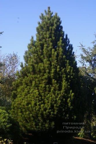 Сосна белокорая (Гельдрейха) Компакт Джем (Pinus leucodermis Compact Gem) ФОТО Розплідник рослин Природа (3)