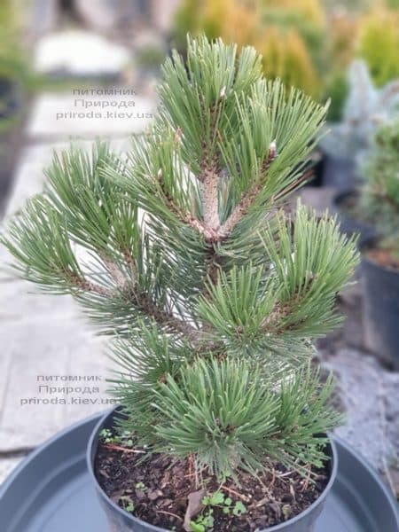 Сосна белокорая (Гельдрейха) Компакт Джем (Pinus leucodermis Compact Gem) ФОТО Розплідник рослин Природа (4)