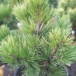 Сосна белокорая (Гельдрейха) Компакт Джем (Pinus leucodermis Compact Gem) ФОТО Розплідник рослин Природа (5)