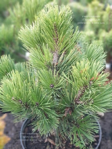 Сосна белокорая (Гельдрейха) Компакт Джем (Pinus leucodermis Compact Gem) ФОТО Розплідник рослин Природа (5)