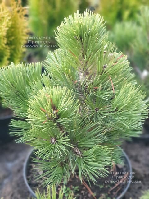 Сосна белокорая (Гельдрейха) Компакт Джем (Pinus leucodermis Compact Gem) ФОТО Питомник растений Природа (6)