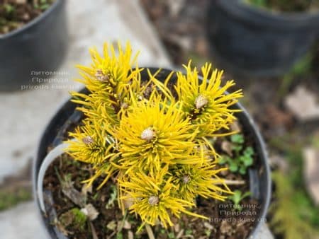 Сосна гірська Карстенс Вінтер Голд (Pinus mugo Carstens Winter Gold) ФОТО Розплідник рослин Природа (2)