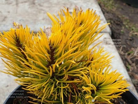 Сосна гірська Карстенс Вінтер Голд (Pinus mugo Carstens Winter Gold) ФОТО Розплідник рослин Природа (3)