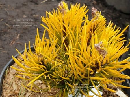 Сосна гірська Карстенс Вінтер Голд (Pinus mugo Carstens Winter Gold) ФОТО Розплідник рослин Природа (5)