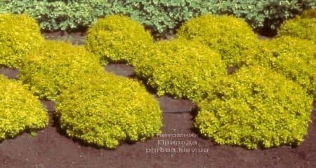 Барбарис Тунберга Голдаліта (Berberis thunbergii Goldalita) ФОТО Розплідник рослин Природа (1)