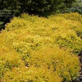 Барбарис Тунберга Голдаліта (Berberis thunbergii Goldalita) ФОТО Розплідник рослин Природа (2)