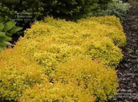 Барбарис Тунберга Голдаліта (Berberis thunbergii Goldalita) ФОТО Розплідник рослин Природа (2)