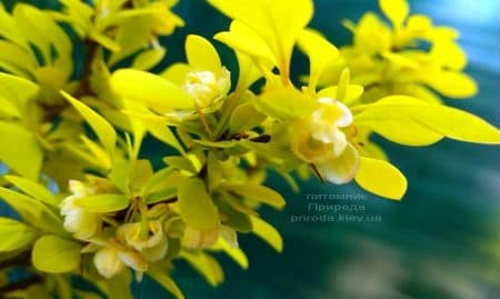 Барбарис Тунберга Голден Девине (Berberis thunbergii Golden Devine) ФОТО Питомник растений Природа (2)