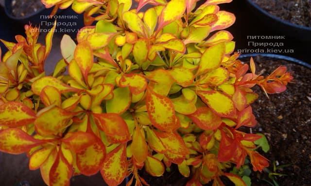 Барбарис Тунберга Голден Девине (Berberis thunbergii Golden Devine) ФОТО Питомник растений Природа (4)