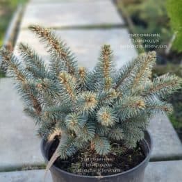 Ялина Глаука Глобоза (Picea pungens Glauca Globosa) ФОТО Розплідник рослин Природа (10)