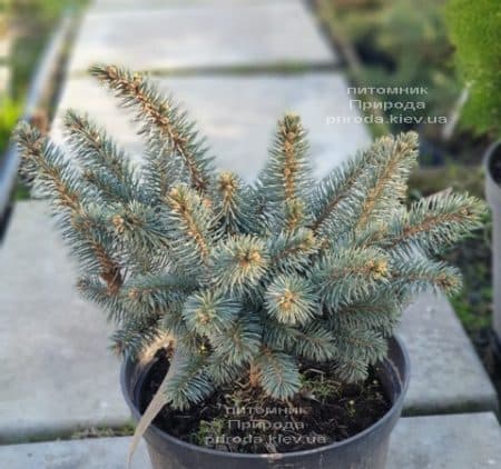 Ялина Глаука Глобоза (Picea pungens Glauca Globosa) ФОТО Розплідник рослин Природа (10)