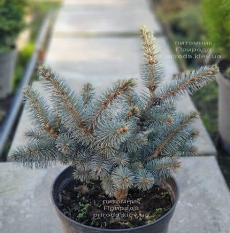 Ель Глаука Глобоза (Picea pungens Glauca Globosa) ФОТО Питомник растений Природа (11)