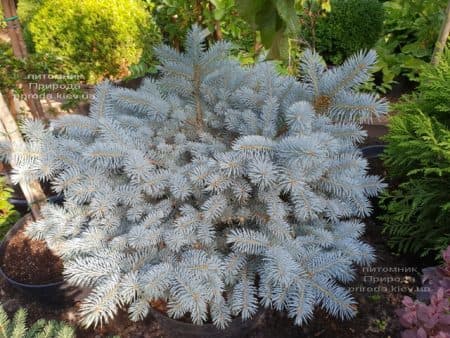 Ель Глаука Глобоза (Picea pungens Glauca Globosa) ФОТО Питомник растений Природа (12)