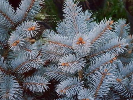 Ель Глаука Глобоза (Picea pungens Glauca Globosa) ФОТО Питомник растений Природа (13)