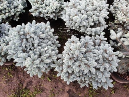 Ялина Глаука Глобоза (Picea pungens Glauca Globosa) ФОТО Розплідник рослин Природа (14)