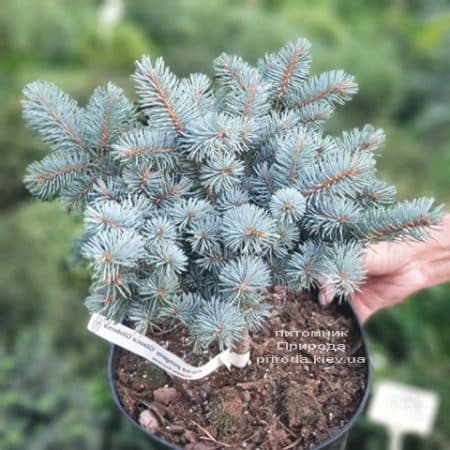 Ялина Глаука Глобоза (Picea pungens Glauca Globosa) ФОТО Розплідник рослин Природа (15)