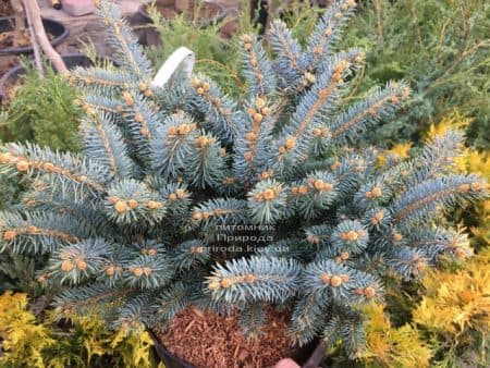 Ялина Глаука Глобоза (Picea pungens Glauca Globosa) ФОТО Розплідник рослин Природа (16)